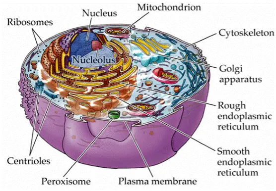 Cell Organelles Overview