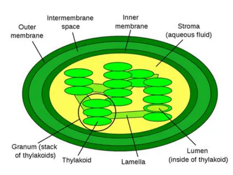 Chloroplast