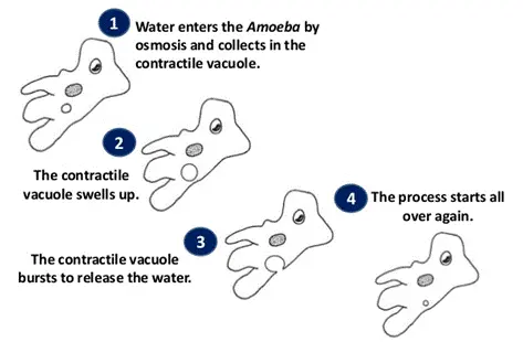 Contractile Vacuoles