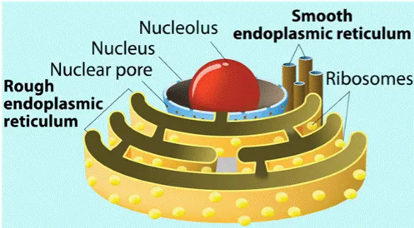 Endoplasmic Reticulum