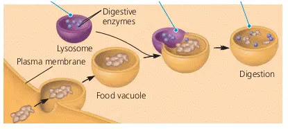 Food Vacuoles
