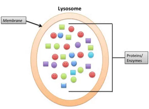 Lysosomes