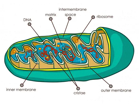 Mitochondria
