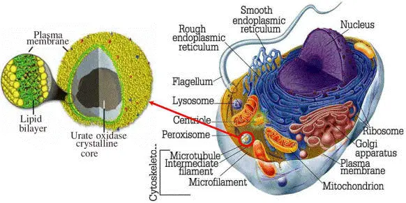 Peroxisomes in Cell