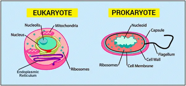Prokaryotic vs Eukaryotic Cells