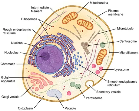 Structure of Nucleus