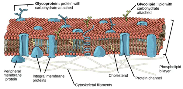 Structure of Plasma Membrane
