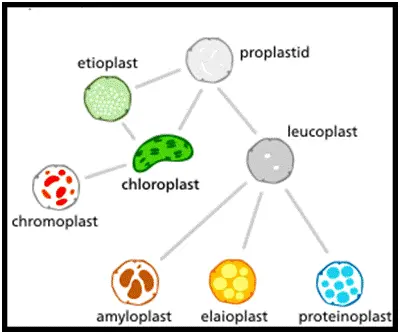 Plastids