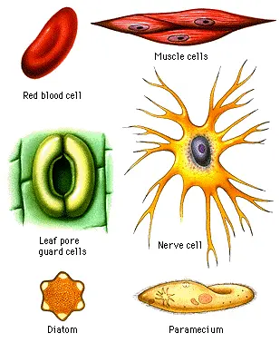 Various Shapes and Sizes of Cells
