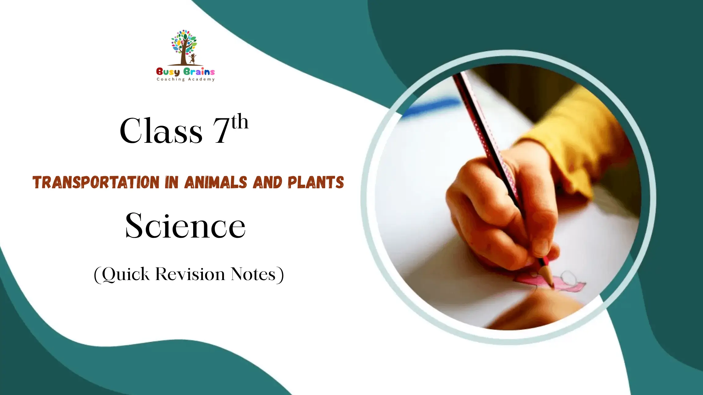 Transportation in Animals and Plants Revision