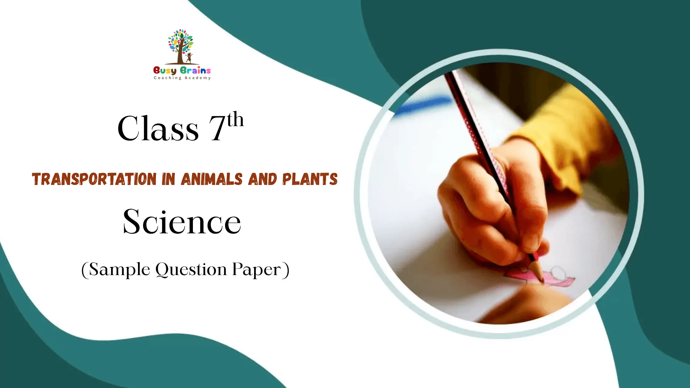 Transportation in Animals and Plants