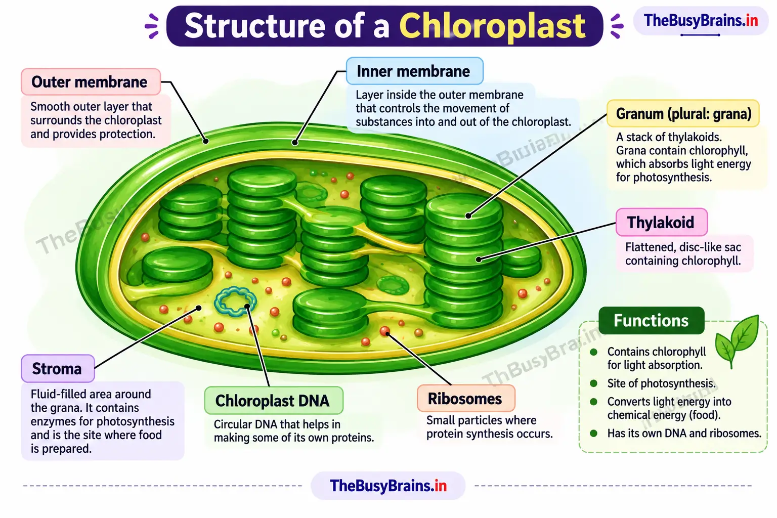 Structure of a chloroplast labelled with the outer membrane, inner membrane, grana, thylakoids, stroma, chloroplast DNA and ribosomes