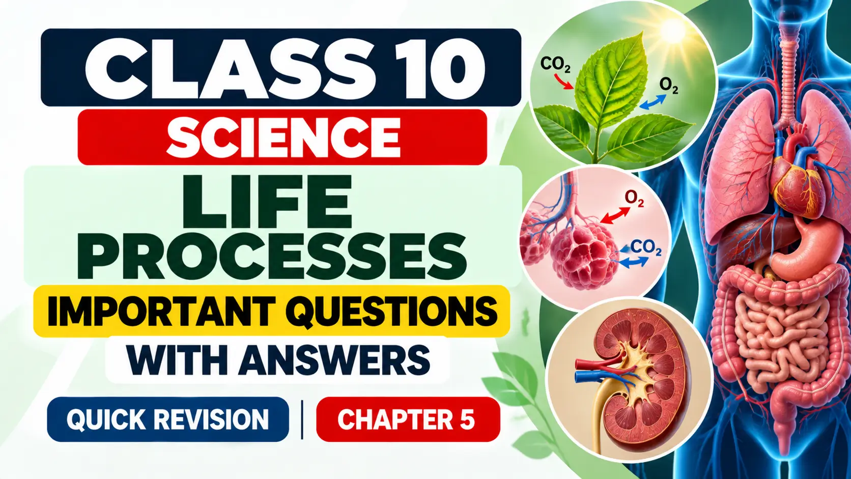 Class 10 Life Processes_ Quick Revision