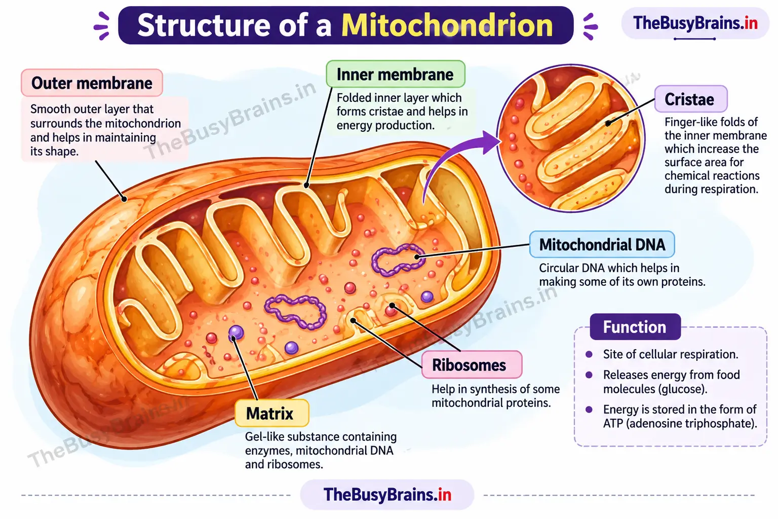 Structure of a mitochondrion labelled with the outer membrane, inner membrane, cristae, matrix, mitochondrial DNA and ribosomes