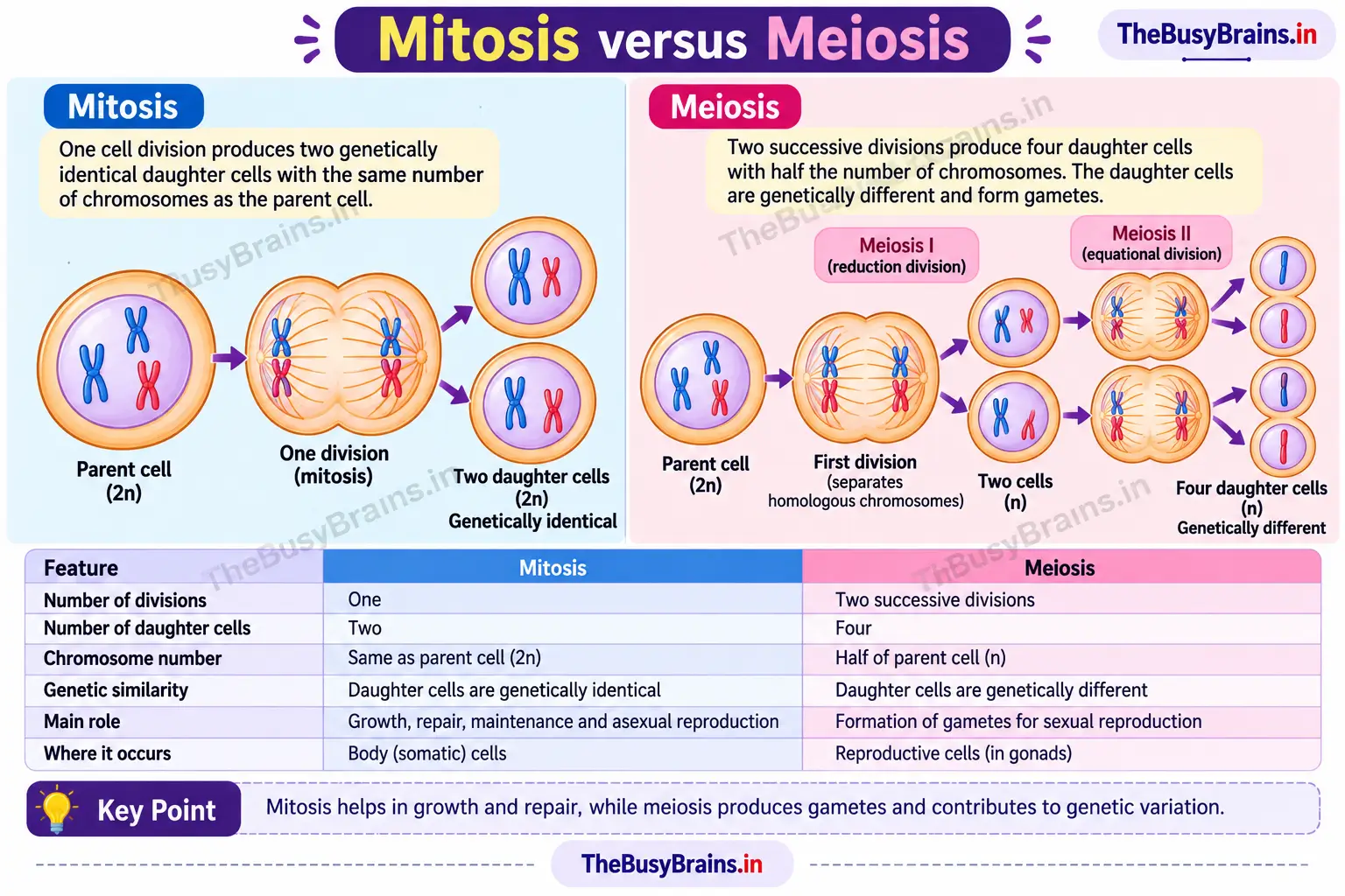 Mitosis versus meiosis comparison showing one division producing two genetically identical daughter cells and two successive divisions producing four haploid cells