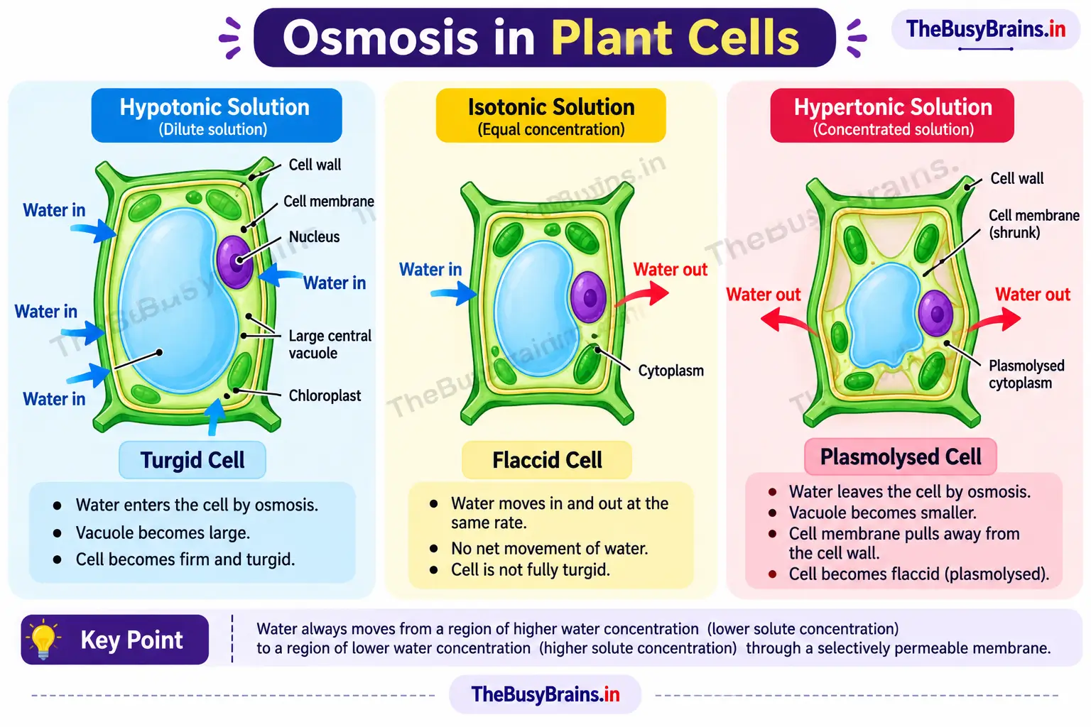 Osmosis in plant cells diagram comparing hypotonic, isotonic and hypertonic solutions with turgid, flaccid and plasmolysed cells