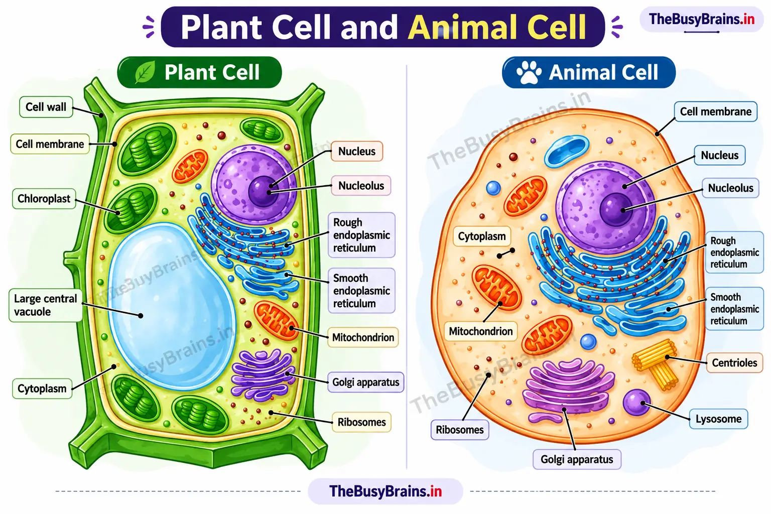 Plant cell and animal cell labelled diagram showing the nucleus, cell membrane, cytoplasm, mitochondria, endoplasmic reticulum and other organelles