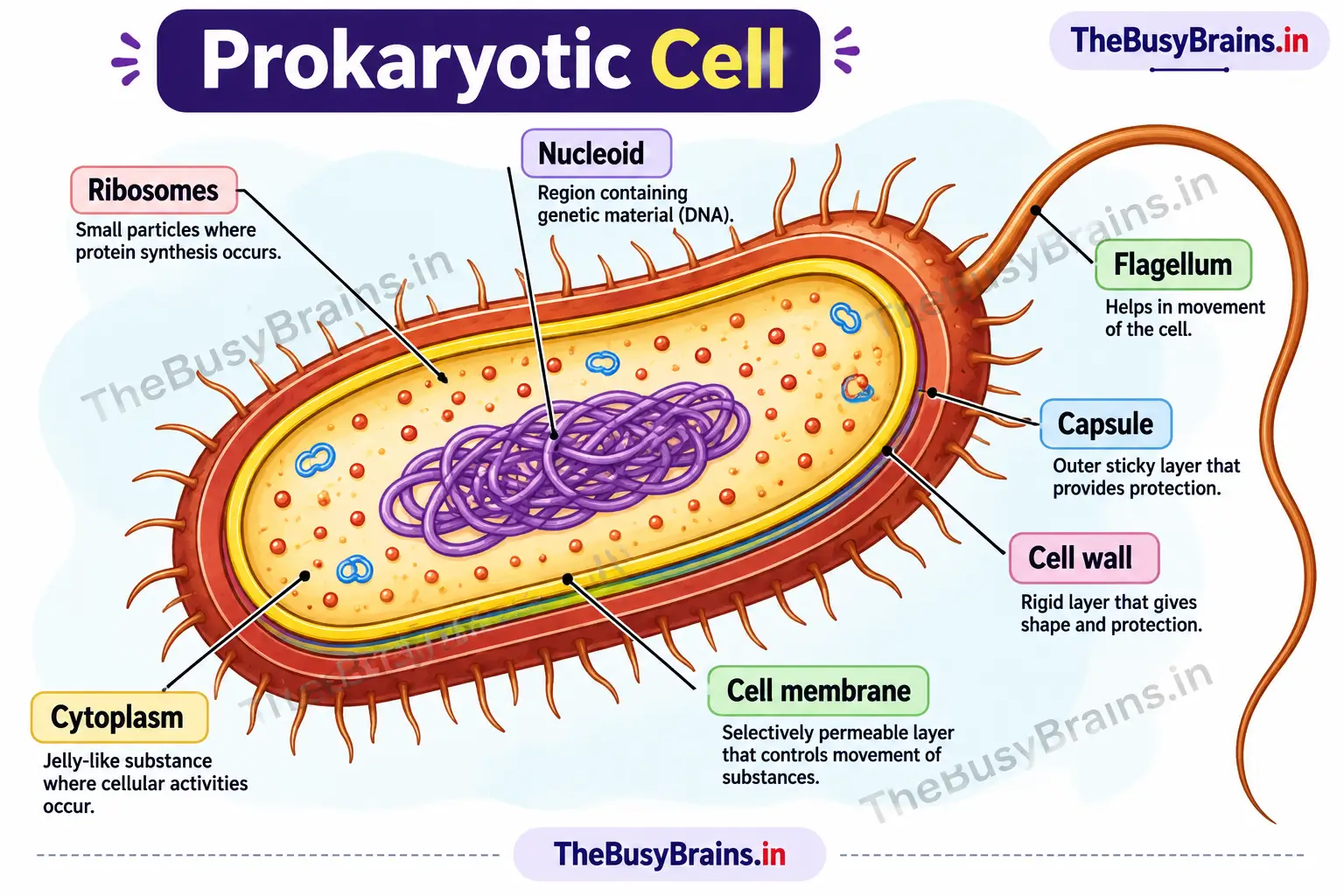 Labelled prokaryotic cell diagram showing the nucleoid, ribosomes, cytoplasm, capsule, cell wall, cell membrane and flagellum